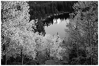 Aspen in autumn foliage and Bear Lake. Rocky Mountain National Park ( black and white)