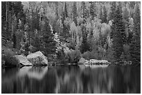 Autumn Color on the slopes around Bear Lake. Rocky Mountain National Park ( black and white)