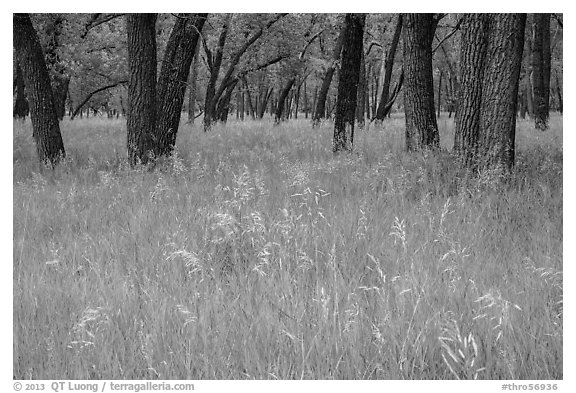 Grasses in summer and cottonwoods. Theodore Roosevelt National Park, North Dakota, USA.