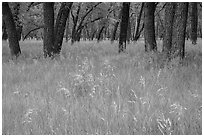 Grasses in summer and cottonwoods. Theodore Roosevelt National Park, North Dakota, USA. (black and white)