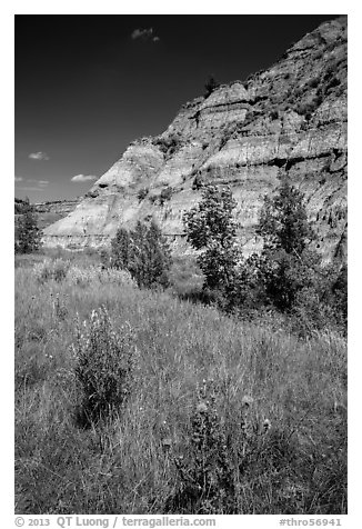 Summer wildflowers and badlands. Theodore Roosevelt National Park (black and white)