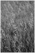 Tall grasses in summer, Elkhorn Ranch Unit. Theodore Roosevelt National Park, North Dakota, USA. (black and white)