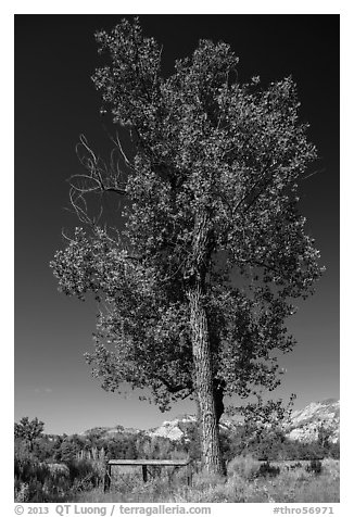 Tall cottonwood, and Elkhorn Ranch site fence, Elkhorn Ranch Unit. Theodore Roosevelt National Park (black and white)