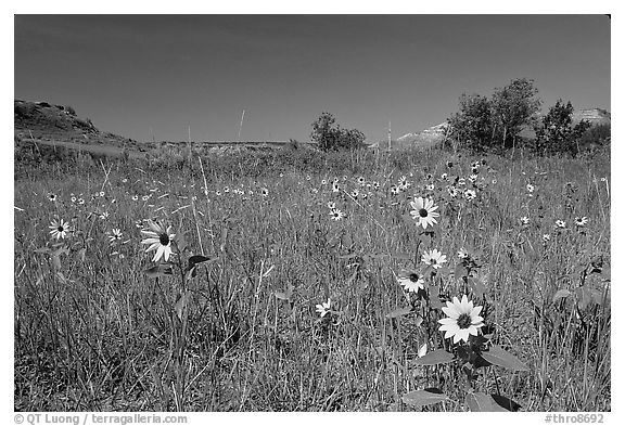 Sunflowers in prairie. Theodore Roosevelt National Park (black and white)