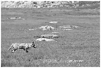 Coyote and  prairie dog burrows, South Unit. Theodore Roosevelt National Park, North Dakota, USA. (black and white)