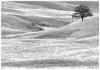 Grassy hills and tree. Wind Cave National Park, South Dakota, USA. (black and white)