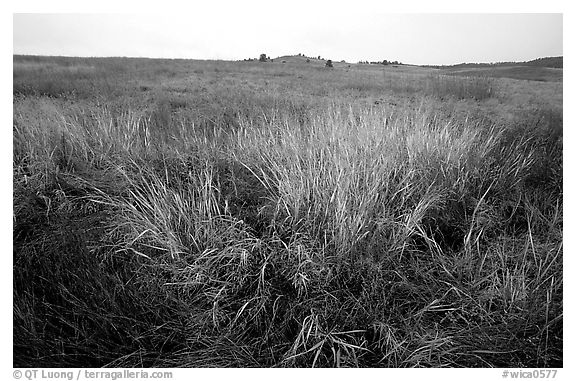 Tall grass prairie in fall. Wind Cave National Park (black and white)