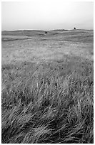 Tall grass prairie. Wind Cave National Park ( black and white)