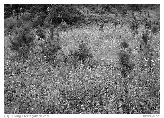 Purple Horsemint flowers and young ponderosa pines. Wind Cave National Park (black and white)