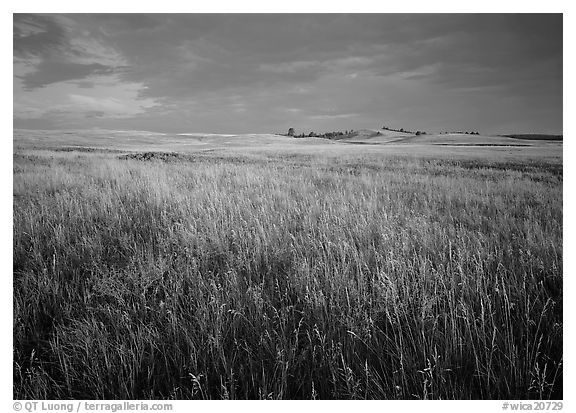 Tall prairie grass and dark sky at Bison Flats,  early morning. Wind Cave  National Park (black and white)