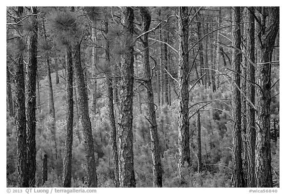 Pine forest. Wind Cave National Park (black and white)