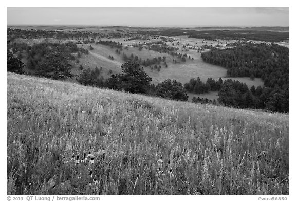 Grasses and flowers on Rankin Ridge above rolling hills with pine forests. Wind Cave National Park (black and white)
