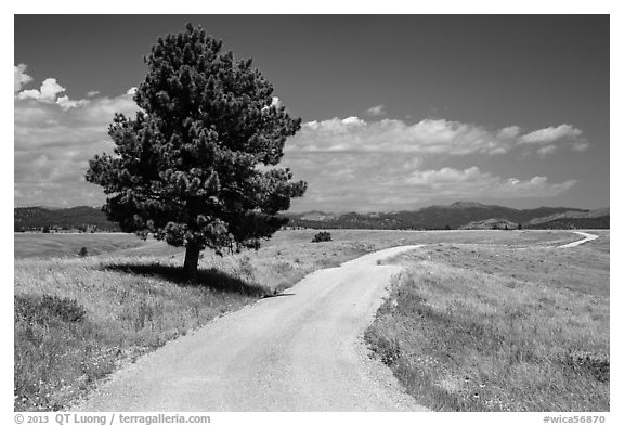 Gravel road and pine tree. Wind Cave National Park (black and white)