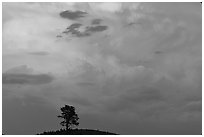 Ponderosa pine on hill and pink storm cloud, sunset. Wind Cave National Park, South Dakota, USA. (black and white)