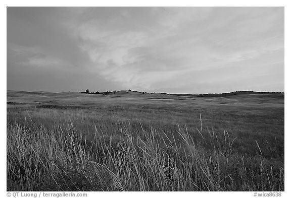 Tall grasses and pink cloud, sunrise. Wind Cave National Park (black and white)