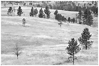 Ponderosa pines on rolling hills. Wind Cave National Park, South Dakota, USA. (black and white)