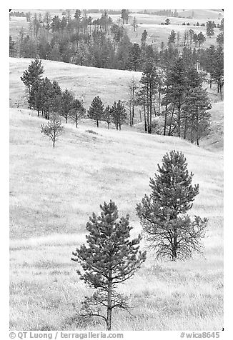 Rolling hills with ponderosa pines. Wind Cave National Park (black and white)