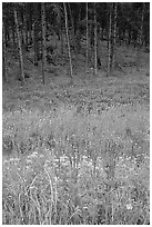 Flowers on meadow and hill covered with pine forest. Wind Cave National Park, South Dakota, USA. (black and white)