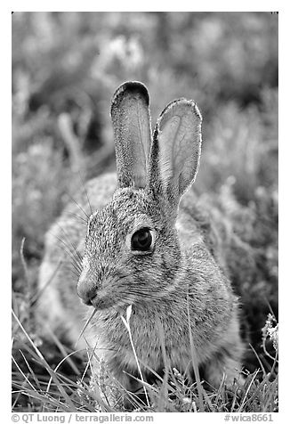 Cottontail rabbit. Wind Cave National Park (black and white)