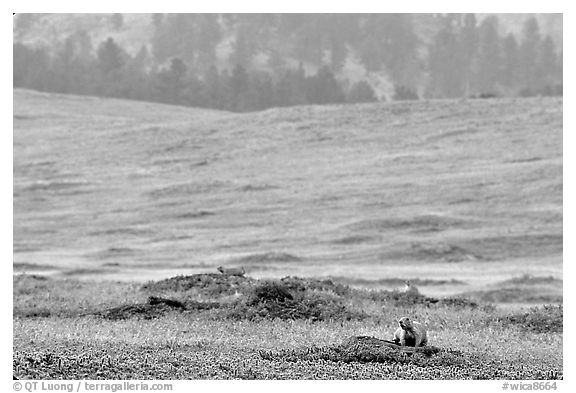 Prairie Dog town. Wind Cave National Park (black and white)
