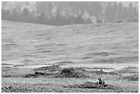 Prairie Dog town. Wind Cave National Park ( black and white)