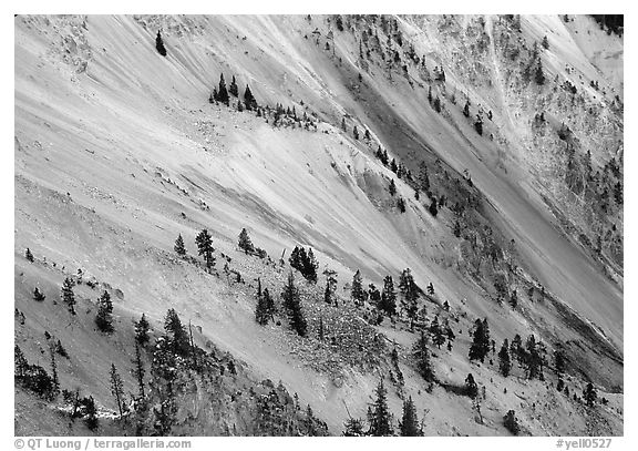 Trees and colorful mineral deposits, Grand Canyon of Yellowstone. Yellowstone National Park (black and white)