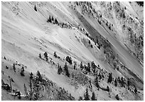 Trees and colorful mineral deposits, Grand Canyon of Yellowstone. Yellowstone National Park, Wyoming, USA. (black and white)