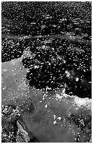 Ice on a small lake. Yellowstone National Park, Wyoming, USA. (black and white)