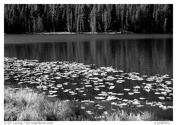 Lilies on a small lake. Yellowstone National Park (black and white)