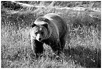 Grizzly bear. Yellowstone National Park, Wyoming, USA. (black and white)