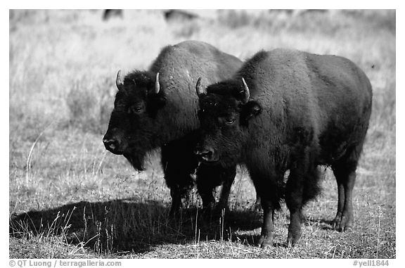 Two bisons. Yellowstone National Park (black and white)