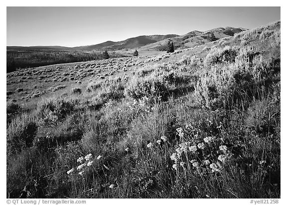 Flowers on slope below  Mt Washburn, sunrise. Yellowstone National Park (black and white)