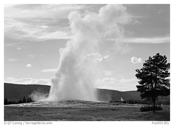 Old Faithful Geyser and tree, afternoon. Yellowstone National Park, Wyoming, USA.