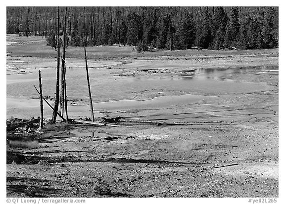 Dead trees and turquoise pond in Norris Geyser Basin. Yellowstone National Park, Wyoming, USA.