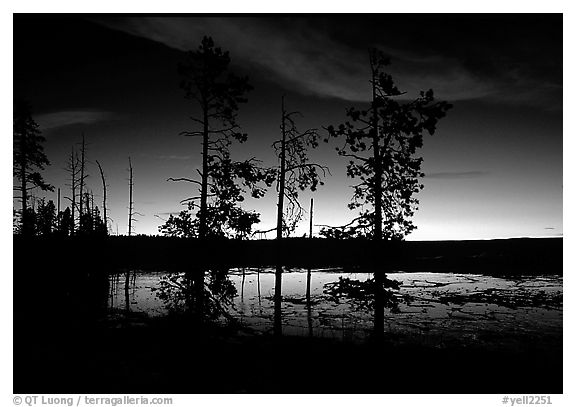 Trees near Fountain Paint Pot at sunset. Yellowstone National Park (black and white)