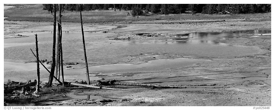 Thermal pond and dead trees. Yellowstone National Park (black and white)