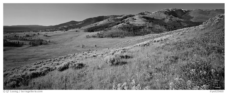 Mountain slopes with wildflowers. Yellowstone National Park (black and white)