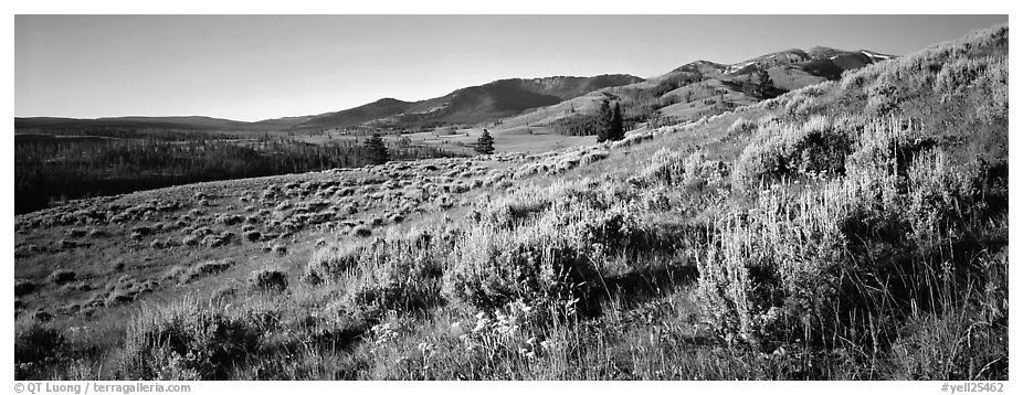 Gentle slopes covered with summer wildflower. Yellowstone National Park (black and white)