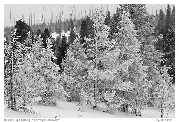 Snow-covered trees. Yellowstone National Park (black and white)