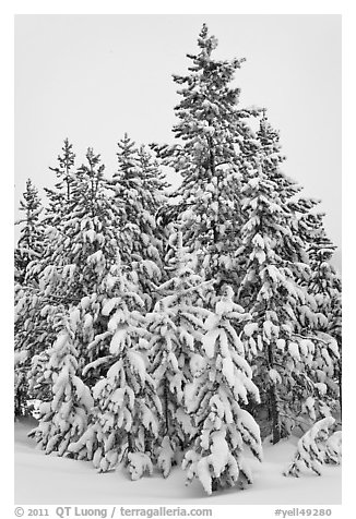 Snow-covered spruce trees. Yellowstone National Park (black and white)