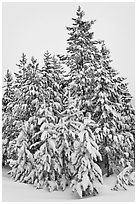 Snow-covered spruce trees. Yellowstone National Park ( black and white)