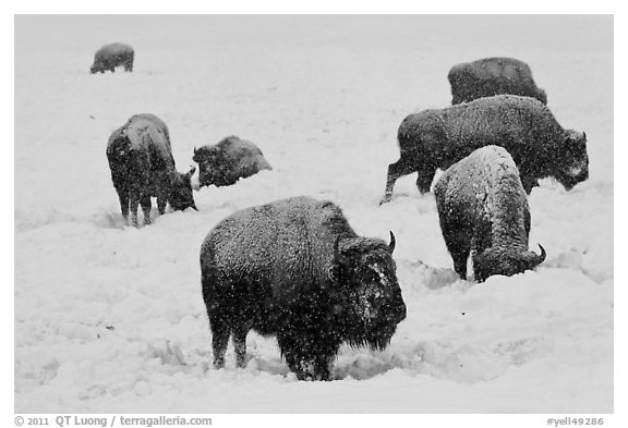 Bison feeding in snow-covered meadow. Yellowstone National Park (black and white)