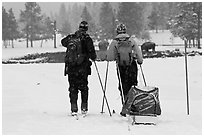 Skiers and bisons. Yellowstone National Park, Wyoming, USA. (black and white)
