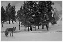Coyote in winter. Yellowstone National Park, Wyoming, USA. (black and white)