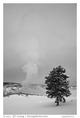 Pine tree and Old Faithful geyser in winter. Yellowstone National Park, Wyoming, USA.