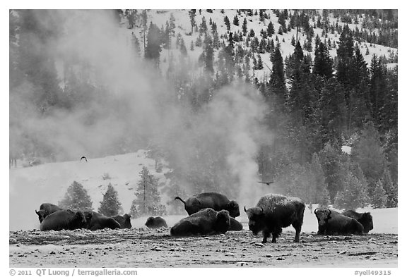 Bisons with thermal plume behind in winter. Yellowstone National Park (black and white)