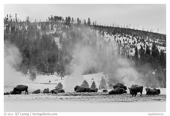 Buffalo herd and Geyser Hill in winter. Yellowstone National Park, Wyoming, USA.