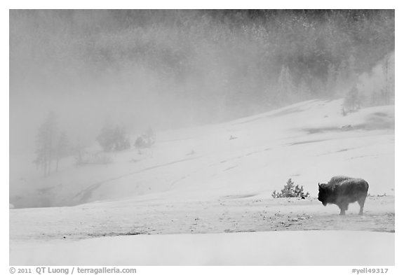 Lone bison and thermal steam. Yellowstone National Park, Wyoming, USA.