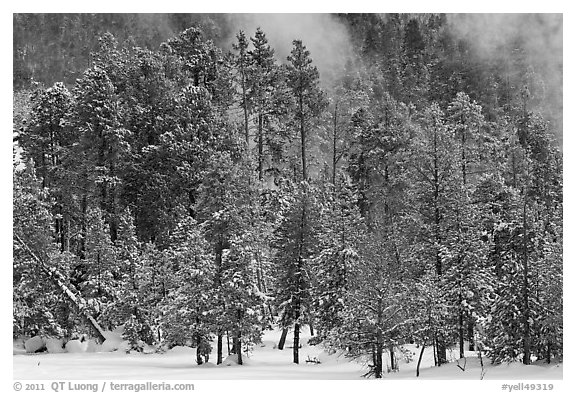 Wintry forest and steam. Yellowstone National Park, Wyoming, USA.