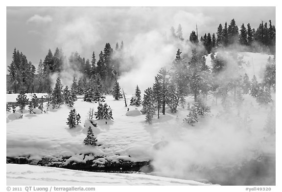 Steam and forest in winter. Yellowstone National Park (black and white)